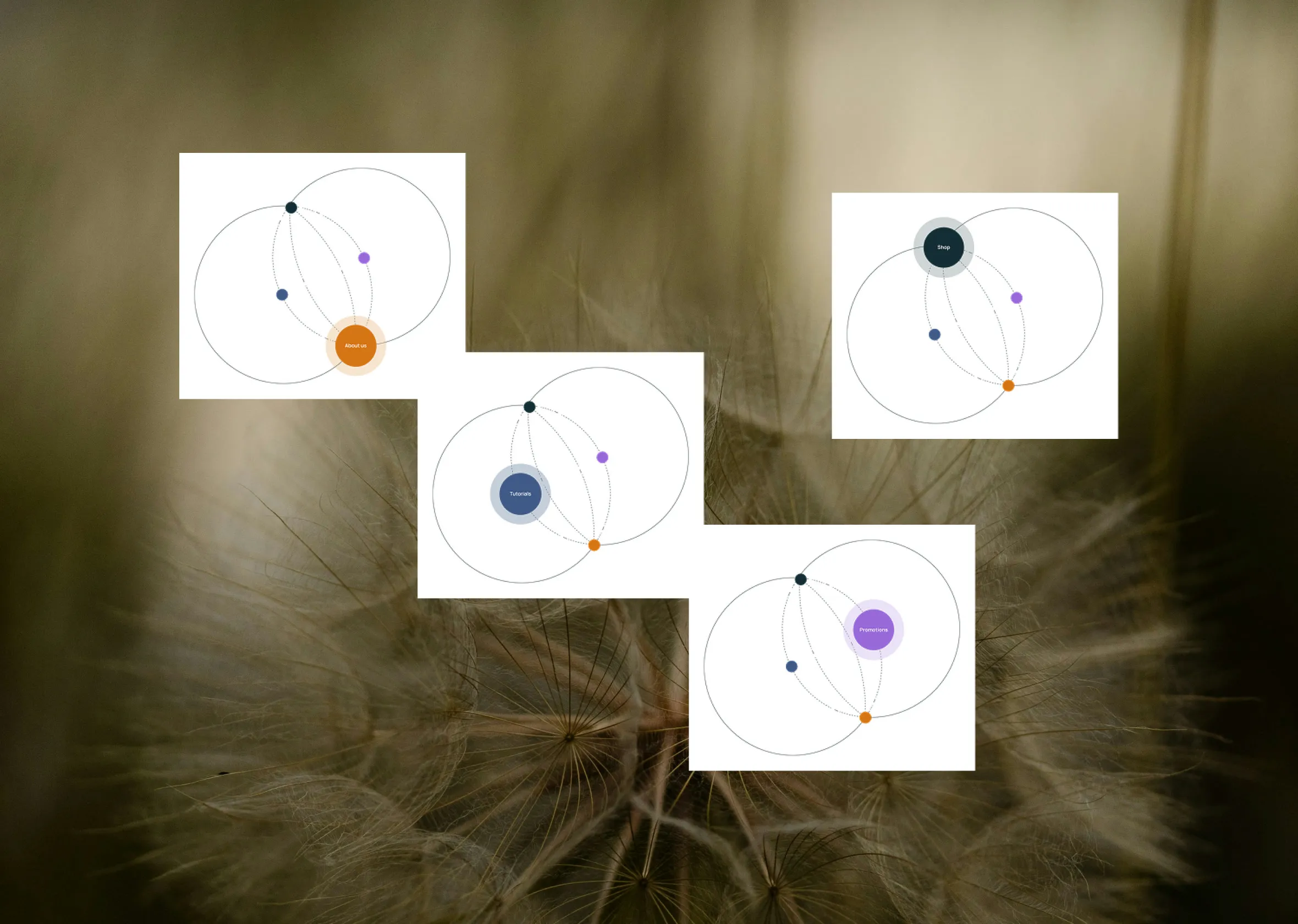Four small Pacific Health diagram cards floating over a dandelion seed head.